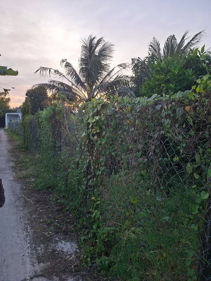 Đất vườn Gò Công 1792m² giá 1.23 tỷ - View kênh tuyệt đẹp với nhiều cây ăn trái