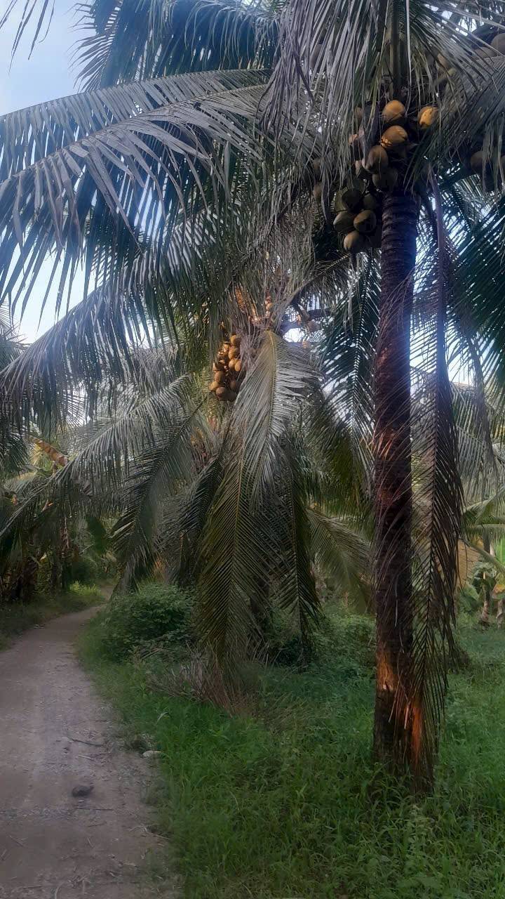 Đất vườn dừa Tân Phú Tây, 1500m² giá 750 triệu - Cơ hội đầu tư hấp dẫn!