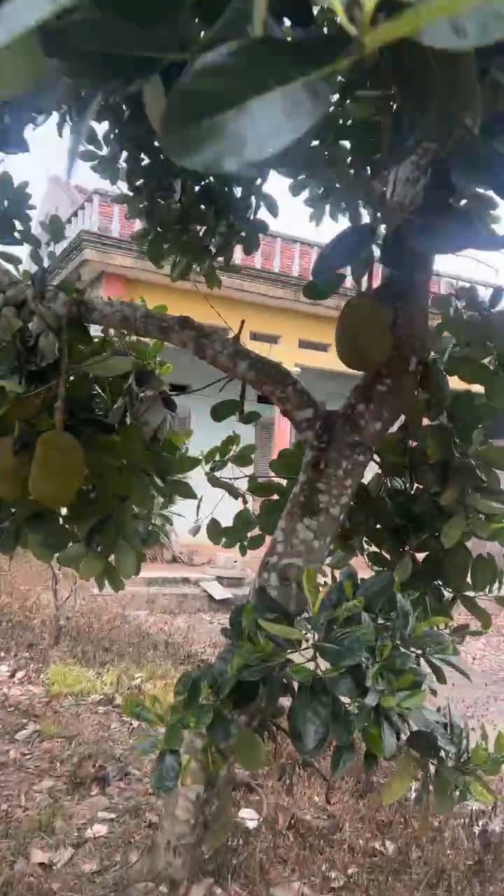 Farm xã Lục Ngạn 3000m² giá 800 triệu - Đầu tư lý tưởng cho mùa vụ mới!