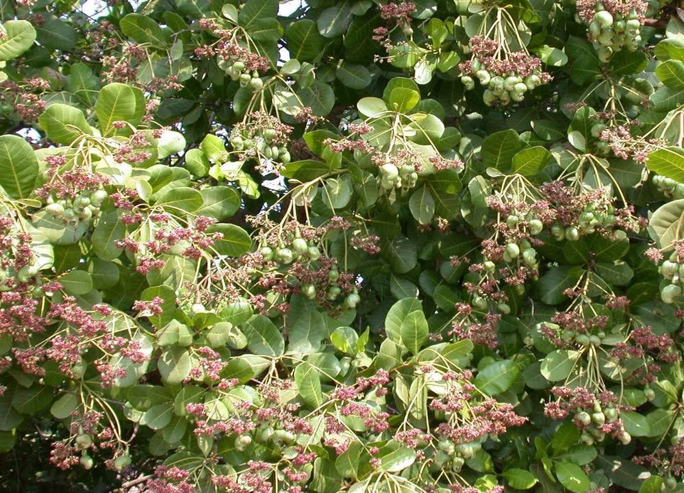 Đất Nền 60.000m² Tại Xã Bình Minh, Bù Đăng - Giá 160 triệu, Đầu Tư Sinh Lời!