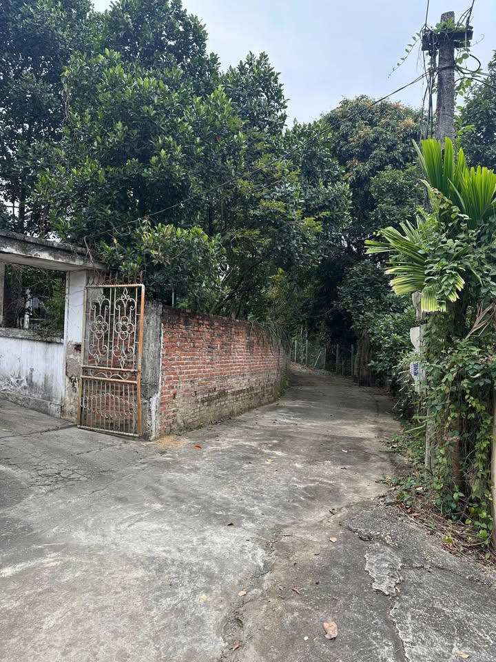 Đất thổ cư 225m² Khu An Ninh Hạ, Văn Lung, Phú Thọ giá 1 tỷ - Cơ hội đầu tư tốt!