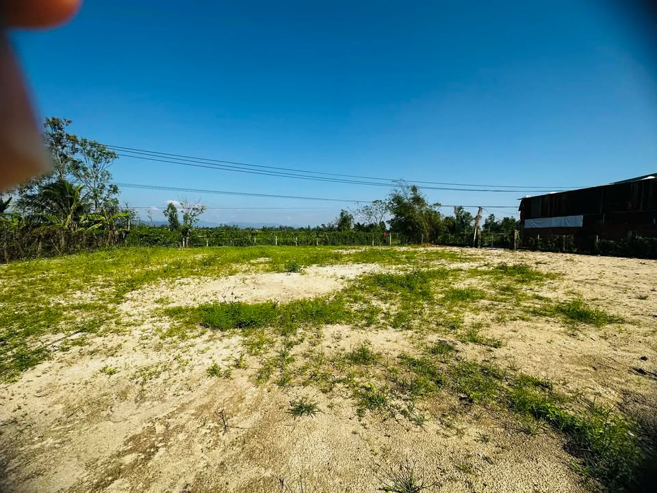 Đất trồng cây 1600m² tại Bình An, Tây Sơn chỉ 135 triệu - Sổ đỏ chính chủ!