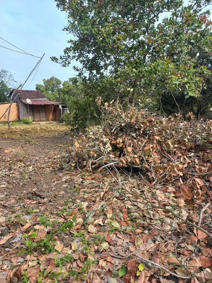 Đất nông nghiệp 1,3ha tại thôn Nam Thanh, Ea Pô, giá 4.968 tỷ - Cơ hội đầu tư hấp dẫn!