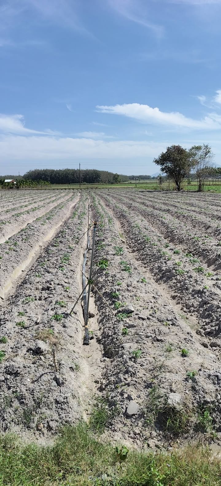 Đất thổ cư An Cơ, Châu Thành, Tây Ninh 972m² giá 300 triệu - Cơ hội đầu tư tuyệt vời!