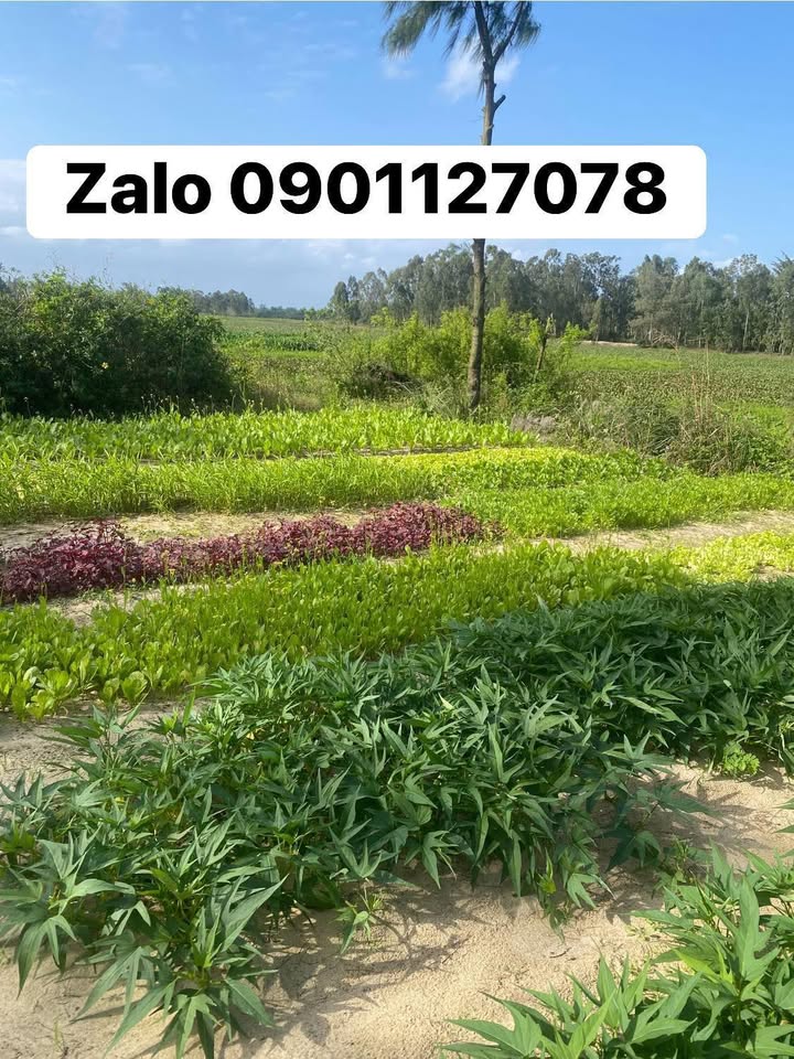 Đất nền Phước Mỹ, Sơn Trà 180m² giá 1.7 tỷ - Không ngập lụt, kết nối thuận lợi!