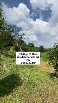 Đất nông nghiệp Cư Jút 1,6ha giá thỏa thuận - Phù hợp trồng cà phê!