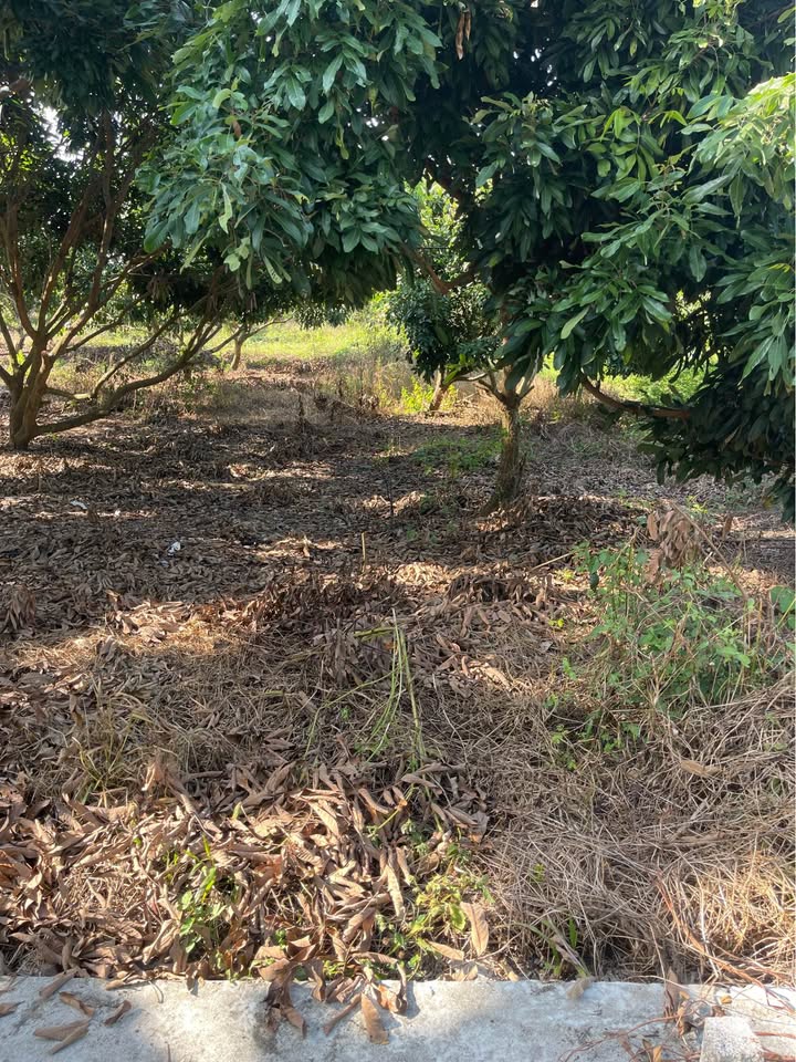 Đất thổ cư Thới Lai, Cần Thơ 130m² giá 280 triệu - Gần mặt đường thoáng mát!