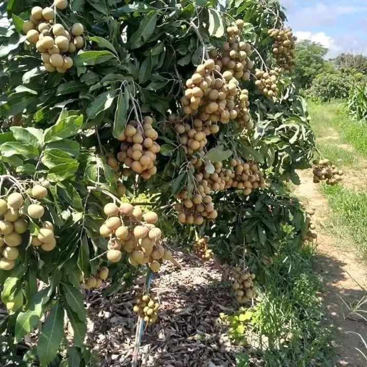 Đất nền 25 công tại ấp Vàm Hồ, Sóc Trăng - Đầu tư sinh lời hấp dẫn!