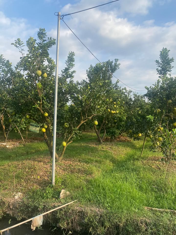 Đất nhà vườn 500m² Vân Côn, Hoài Đức - Giá thỏa thuận, Sổ hồng chính chủ!