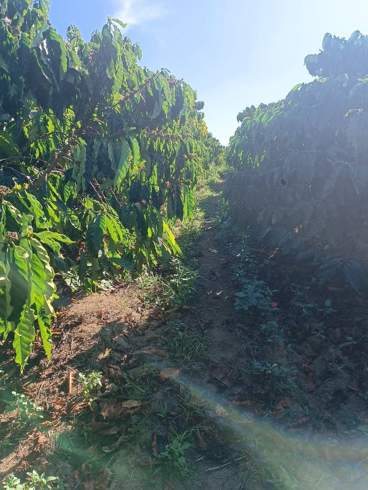 Lô đất nông nghiệp 16.000m² tại Đinh Trang Thượng - Gần Quốc lộ 28, giá thỏa thuận!