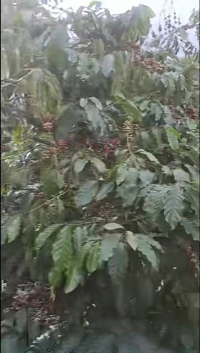 Đất trồng cà phê Hoài Đức 9798m² giá 2 tỷ - Cơ hội đầu tư hấp dẫn!