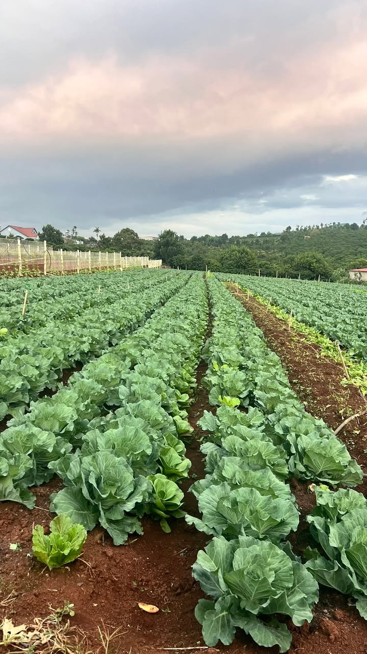 Đất thổ cư 200m² 3600m² tại Hoài Đức, Lâm Hà chỉ 920 triệu - Cơ hội đầu tư lý tưởng!