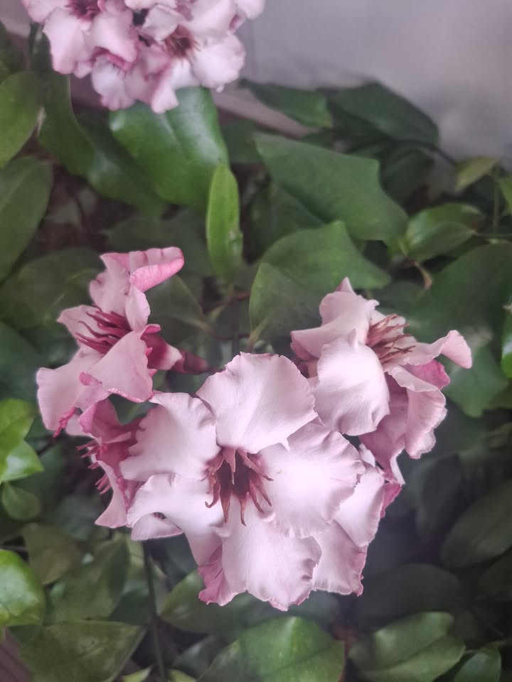 Đất mặt tiền đường Nguyễn Tất Thành, Long Hải 600m² giá 12 tỷ - Cơ hội đầu tư hấp dẫn!