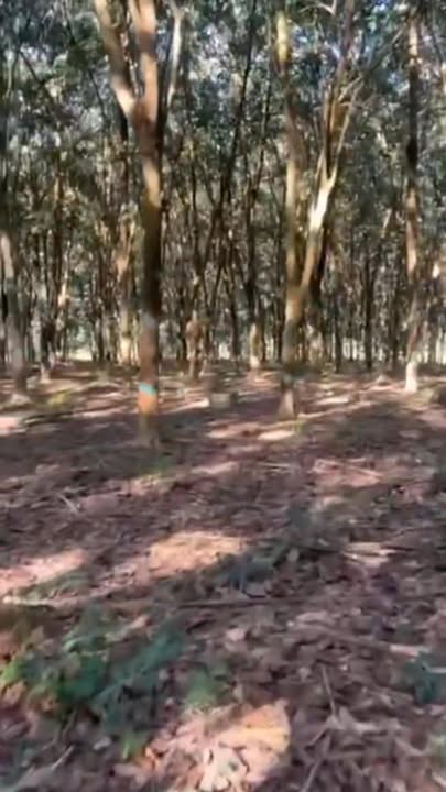 Đất nông nghiệp 7ha tại Phú Nghĩa, Bù Gia Mập giá chỉ 8 tỷ - Cơ hội đầu tư tuyệt vời!