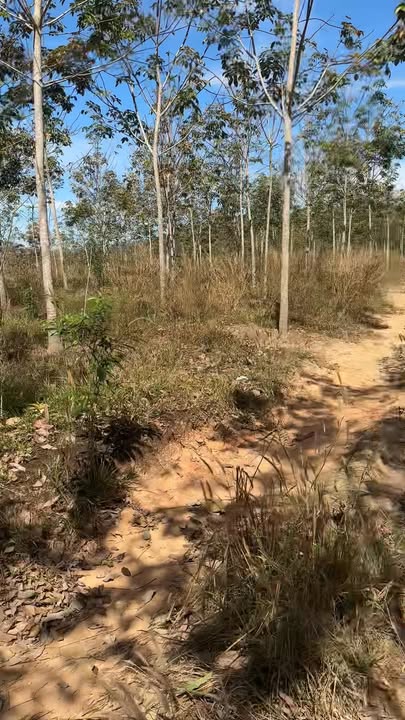 Farm Lê Lô Cao Su Đức Lý 25.000m² giá 1.7 tỷ - Đầu tư tiềm năng sinh lời!