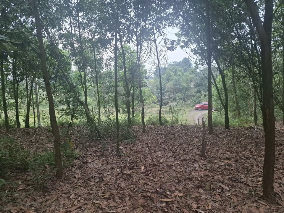 Đất nền Tân Cương Thái Nguyên 3000m² giá 3 tỷ - Tiềm năng đầu tư vượt trội!