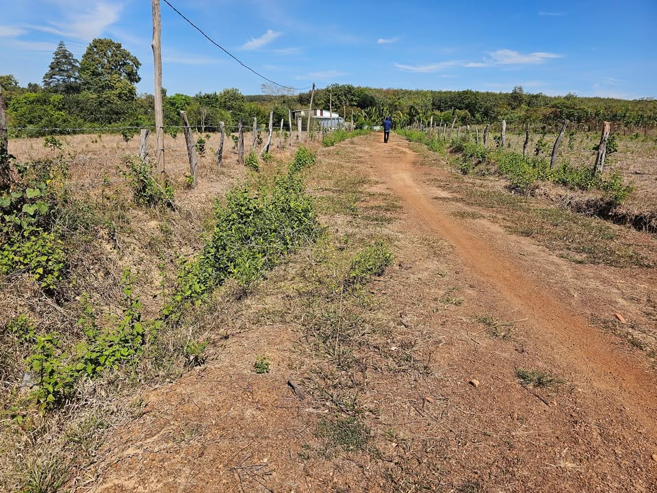 Đất nền Hưng Phước Bù Đốp 6000m² giá 650 triệu - Sổ hồng chính chủ, đầu tư sinh lời!