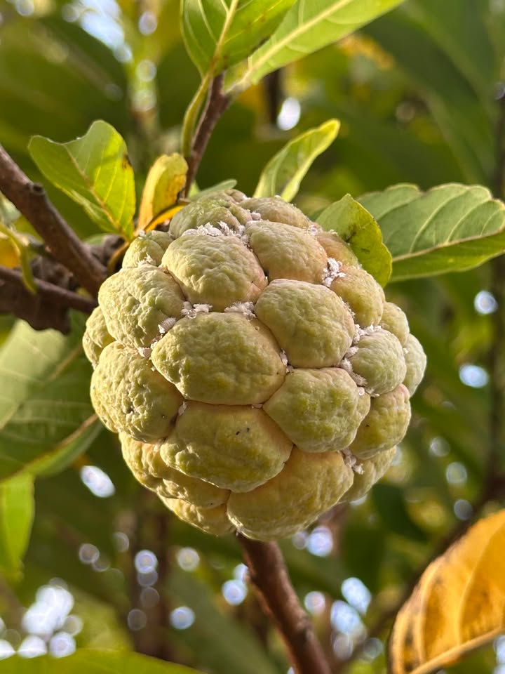 Đất nền 215m² ấp 3, Tiến Hưng - Giá thỏa thuận - Đường 12m, thuận lợi cho đầu tư!