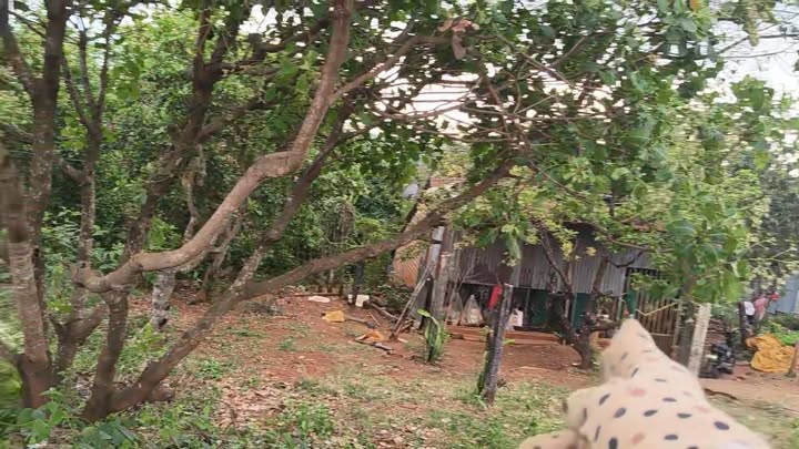 Đất nền Ia Din, Đức Cơ, Gia Lai 6900m² giá 110 triệu - Cơ hội đầu tư không thể bỏ lỡ!