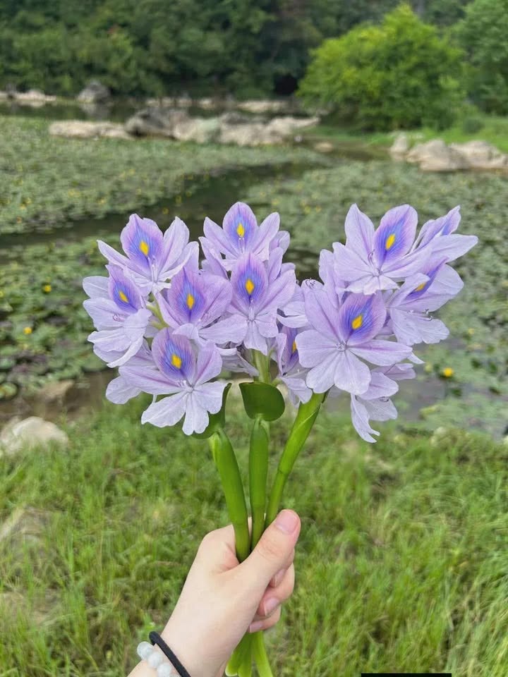 Đất nền 2800m² phường Mỹ Ngãi, Cao Lãnh, giá 680 triệu - Mặt tiền kênh thủy lợi