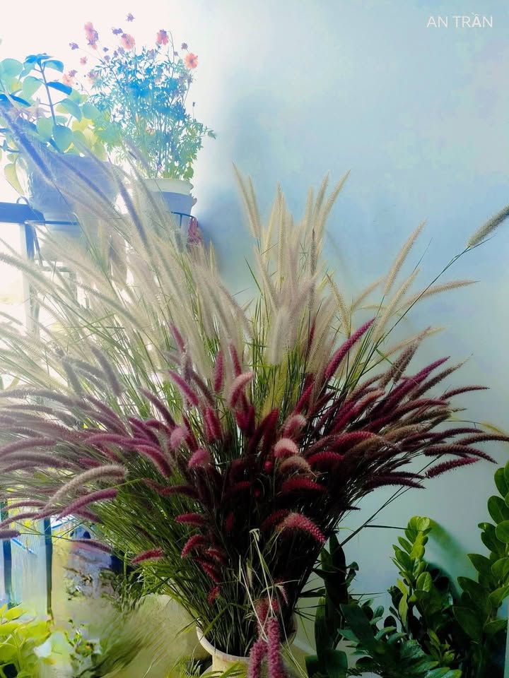 Căn hộ Sunview Town Thủ Đức 45m² - Giá chỉ 6 triệu/tháng - Nhận nhà ngay!