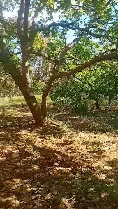 Đất nền Bù Đăng, Bình Phước 24000m² giá 2.1 tỷ - Cơ hội đầu tư hấp dẫn!