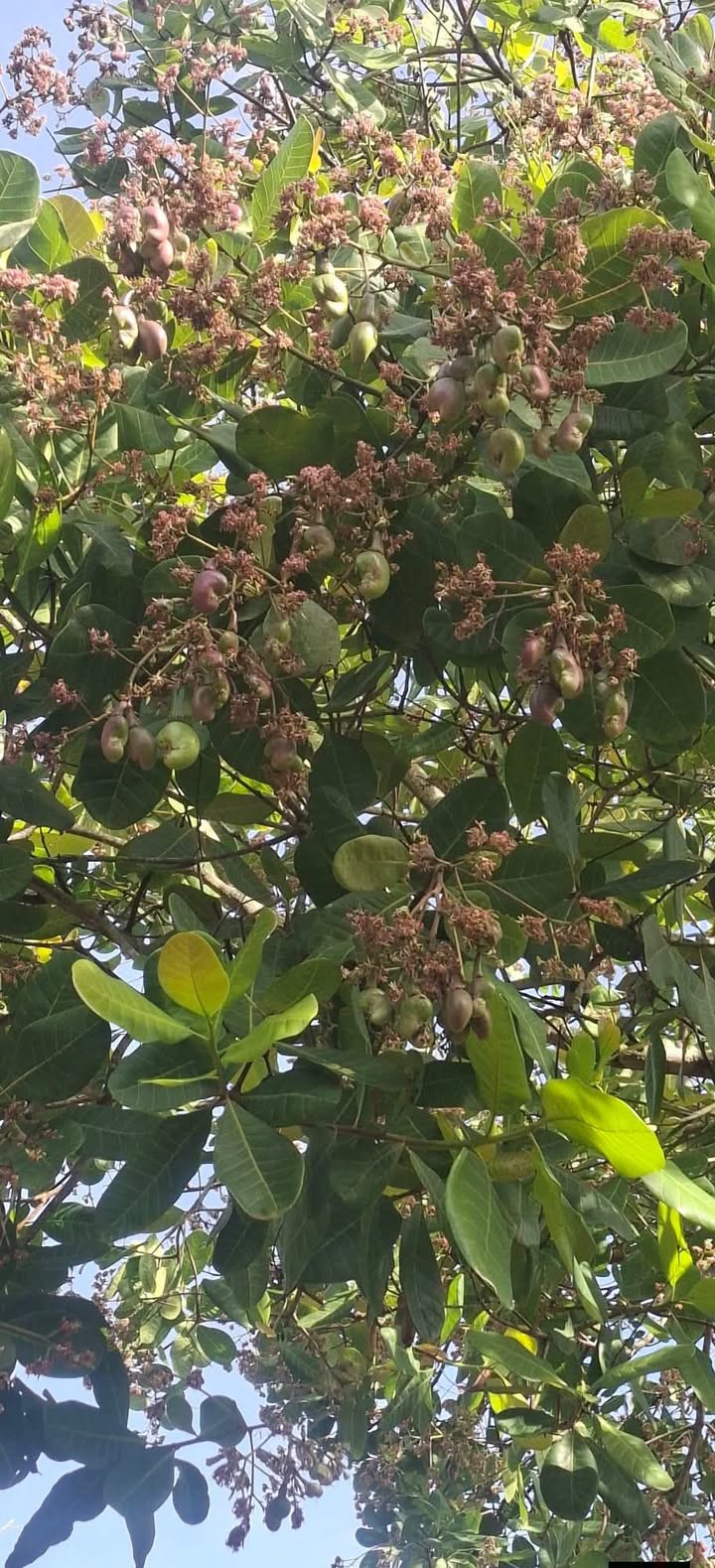 Đất nền Đăk Nhau, Bù Đăng 17.000m² giá 800 triệu - Cơ hội đầu tư hấp dẫn!