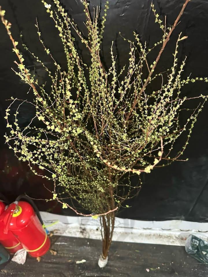 Đất nền tại xã Lơ Pang, Gia Lai 275m² giá 900 triệu - Sổ hồng chính chủ