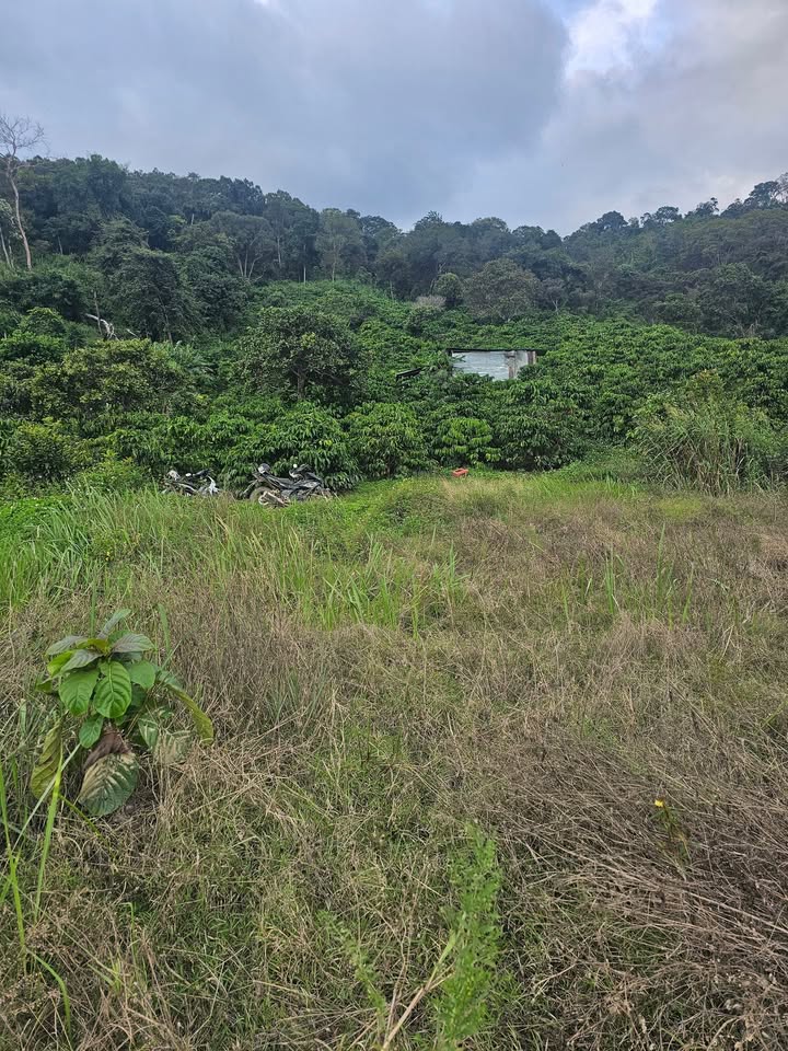 Đất nền xã Ea Rbin huyện Lăk 10.000m² giá chỉ 600 triệu - Cơ hội đầu tư không thể bỏ lỡ!