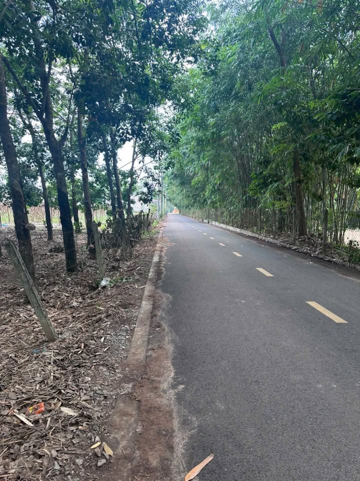 Đất nền Thới Hòa Bến Cát 3000m² giá 13 tỷ - Đầu tư sinh lời lý tưởng!