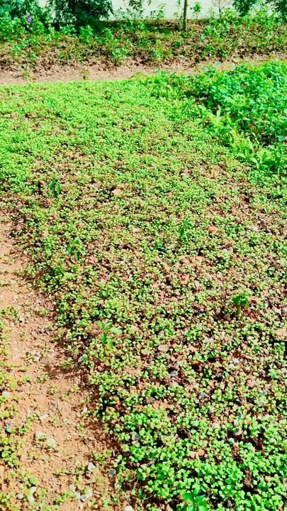 Đất liền kề Bồng Sơn, Hoài Nhơn 120m² giá 500 triệu - Vị trí gần trường Chu Văn An!