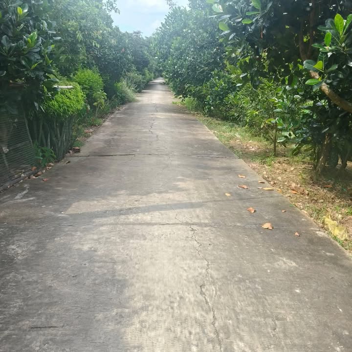 Đất thổ cư 100m² tại Thạnh Lộc, Cai Lậy chỉ 1.5 tỷ - Đường xe hơi tới nơi!