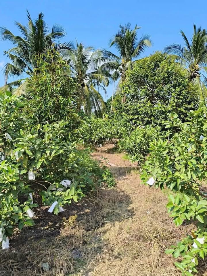 Đất vườn 1080m² Tân Hưng Cái Bè giá 1.2 tỷ - Cơ hội đầu tư sinh lời!