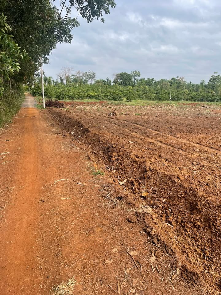 Đất 2 mặt tiền xã Ea Kiết 50000m² giá 8 tỷ - Chính chủ bớt lộc!