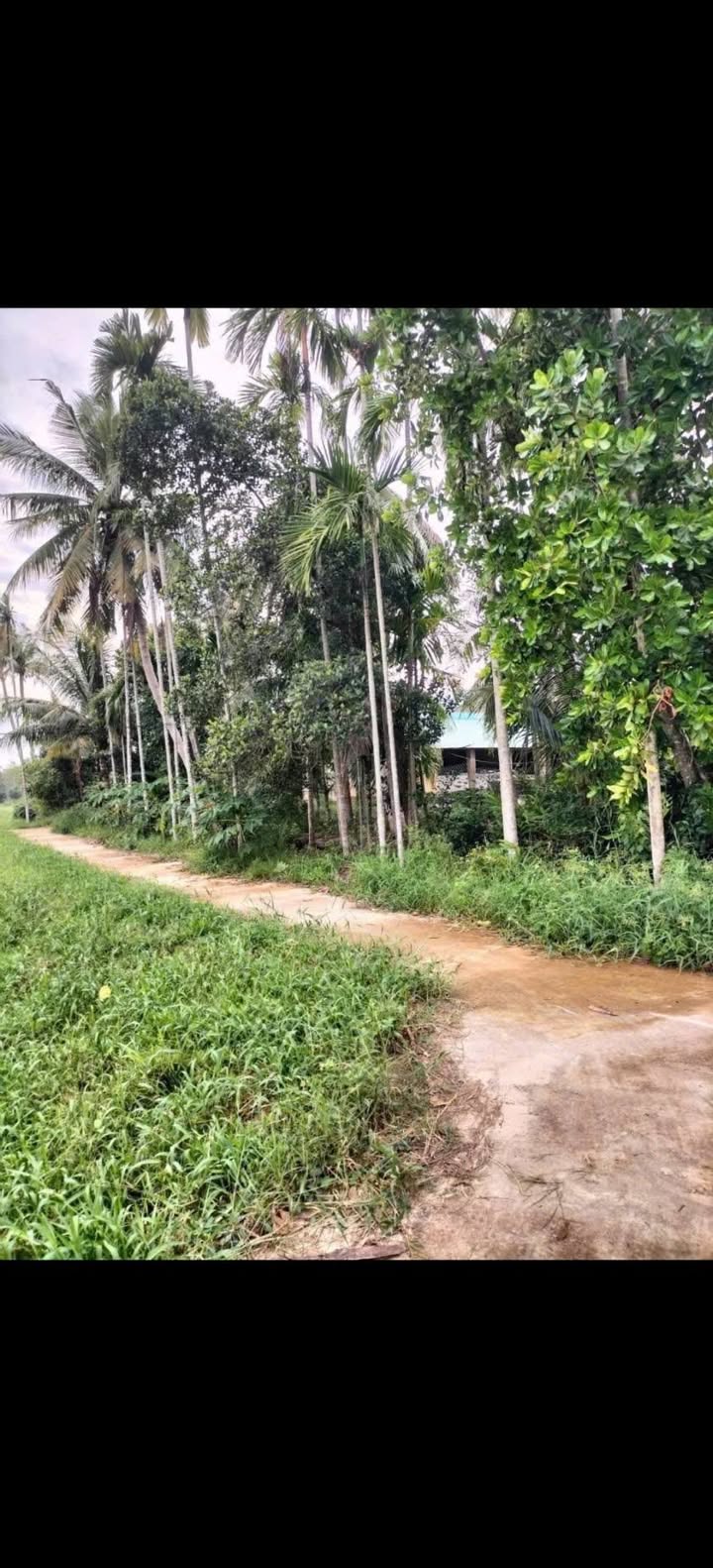 Đất lúa Cát Hanh Phù Cát 800m² giá chỉ 55 triệu - Cơ hội đầu tư tuyệt vời!