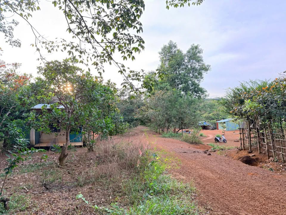 Đất nền Tân Hưng Đồng Phú 10,800m² giá 600 triệu - Cơ hội đầu tư hiếm có!