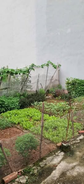 Lô đất Dương Quang, Gia Lâm 59m² giá 3 tỷ - Tiềm năng tăng giá tốt!