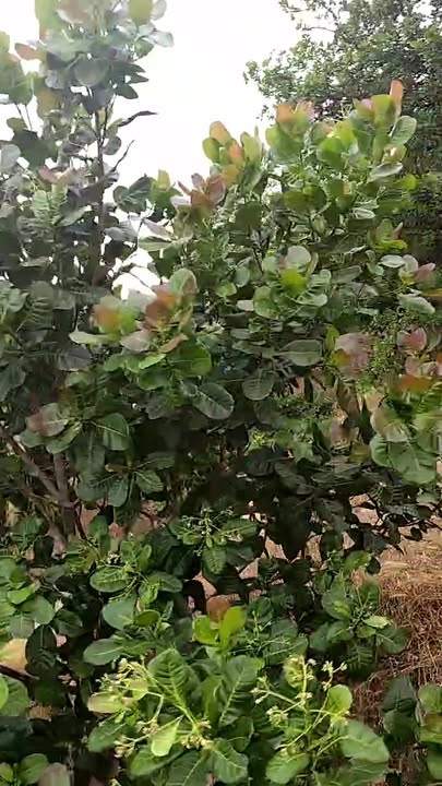 Đất Phú Trung Phú Riềng 36.000m² giá 7.5 tỷ - Bán gấp, cơ hội đầu tư tuyệt vời!