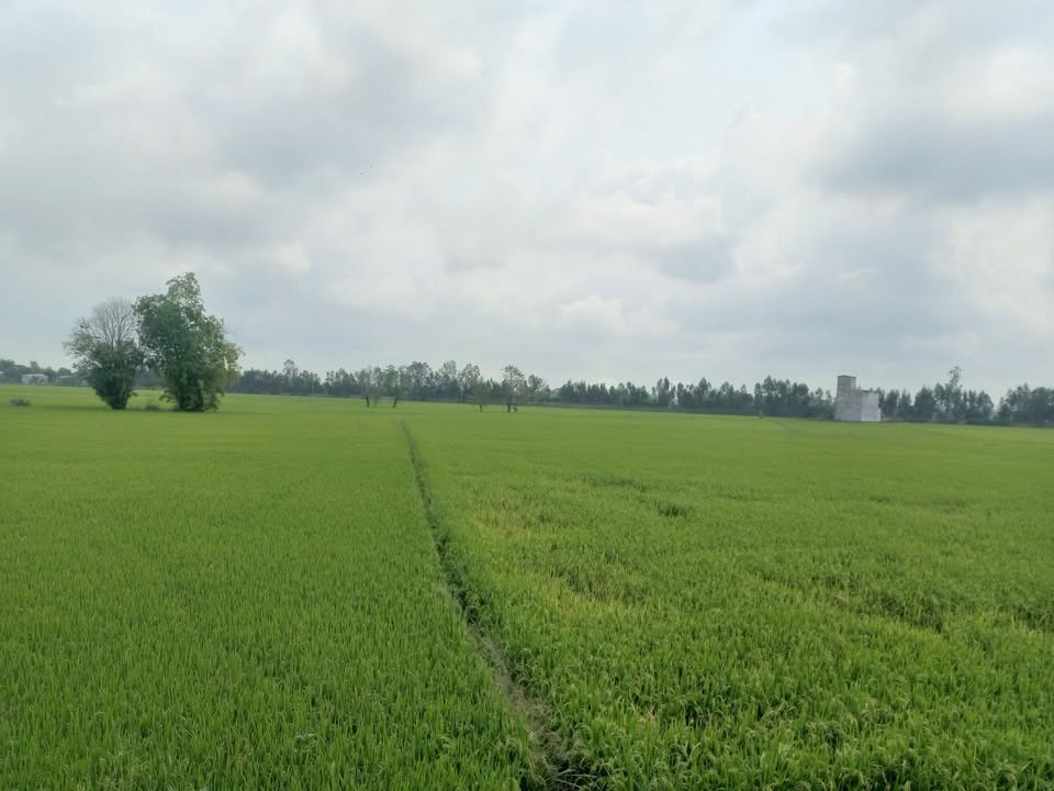 Đất nông nghiệp 70 công tại xã Tân Công Sính, huyện Tam Nông - Giá 9.1 tỷ VND