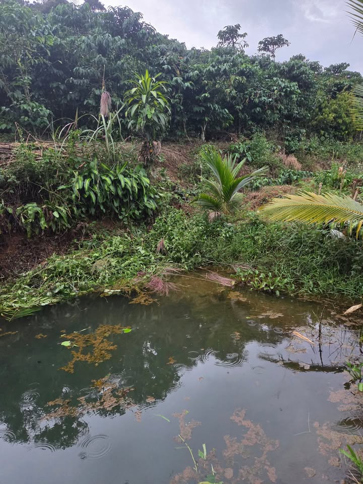 Đất nông nghiệp Bảo Lâm 21.600m² giá 2.05 tỷ - Sổ đỏ đầy đủ, ô tô vào tận nơi!