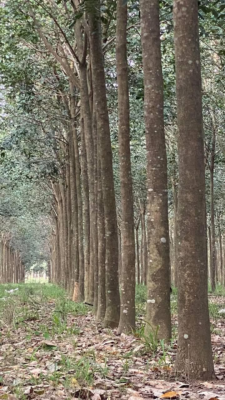 Đất cao su 1.4ha tại Nha Bích, Chơn Thành - Giá chỉ 6 tỷ VND!