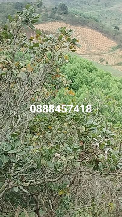 Đất nền Cư Pui, Krông Bông 1.6ha giá chỉ 350 triệu - Đầu tư sinh lời hấp dẫn!