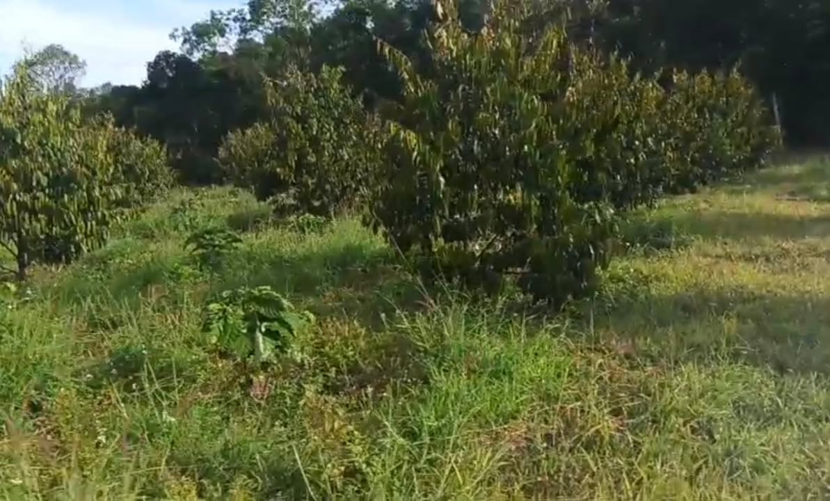 Farm Hòa Phú Chư Păh 6000m² giá 700 triệu - Đầu tư sinh lời với sầu riêng và cà phê!