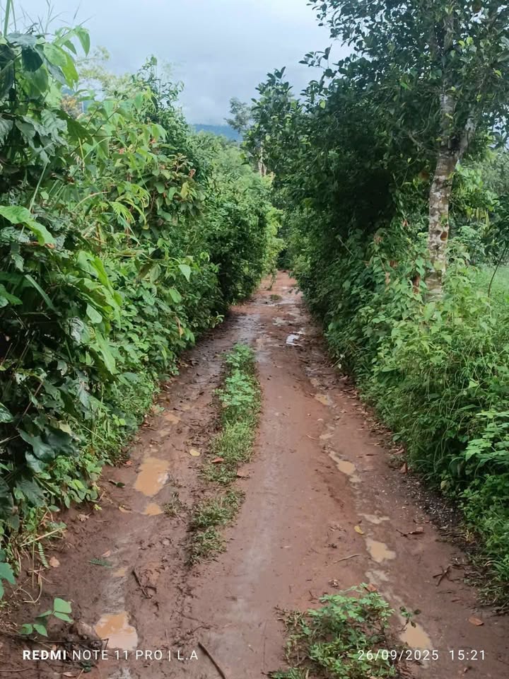 Đất đỏ Ia Khươl, Chư Păh 14,400m² - Đầu tư sầu riêng sinh lời cao!