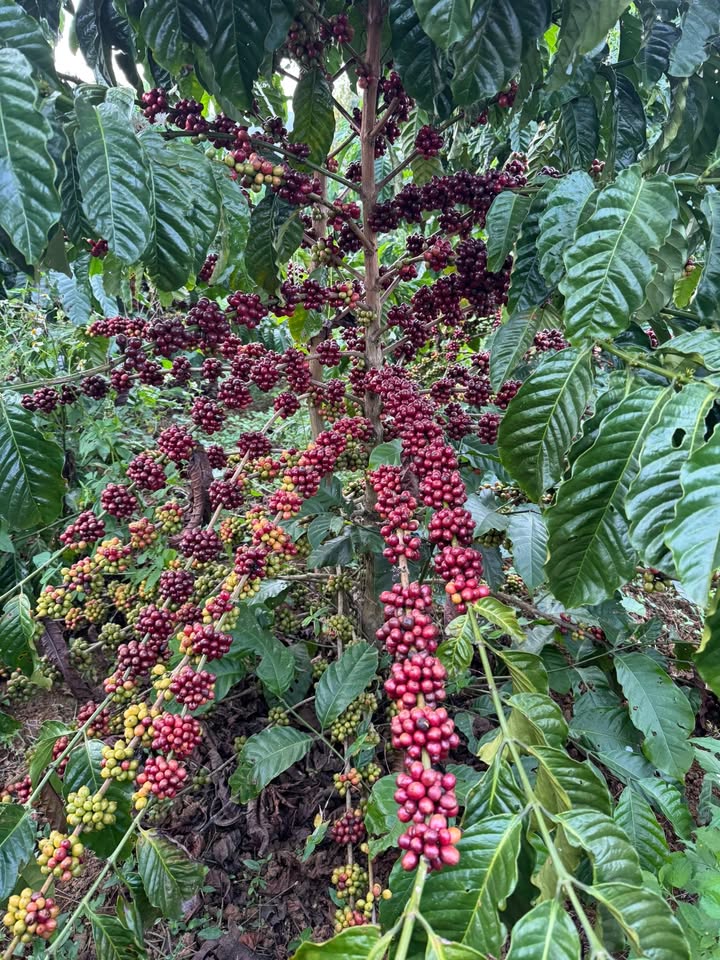 Đất thổ cư Tân Hà Lâm Hà 8600m² giá chỉ 5 tỷ - Cơ hội đầu tư tuyệt vời!