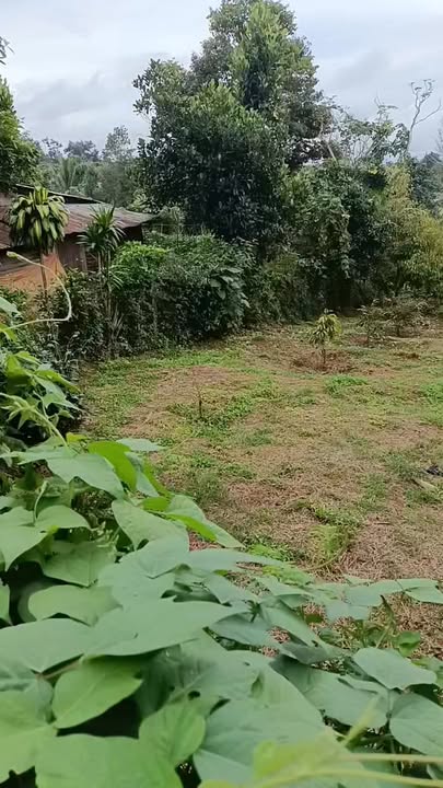 Đất nền Pơng Drang, Krông Buk 529m² giá 868 triệu - Hướng Bắc, view đồng lúa!