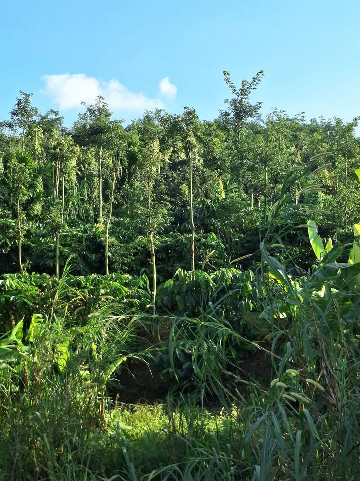 Đất Farm Đắk Sắk 18,000m² giá 2.5 tỷ - Cơ hội đầu tư tuyệt vời!