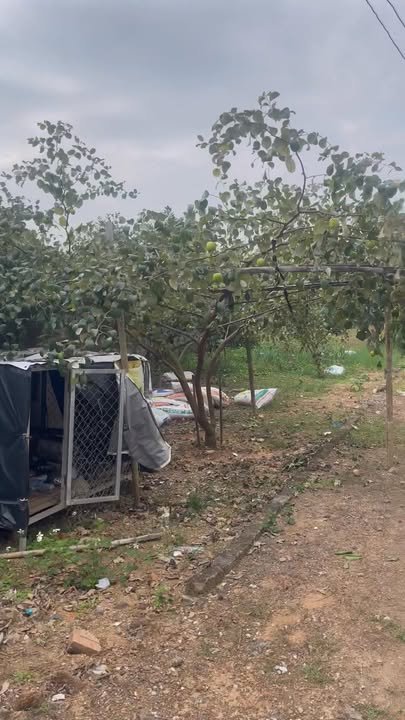 Đất nền 180m² tại phường Thanh Hải, Lục Ngạn - Giá chỉ 1.3 tỷ VND!