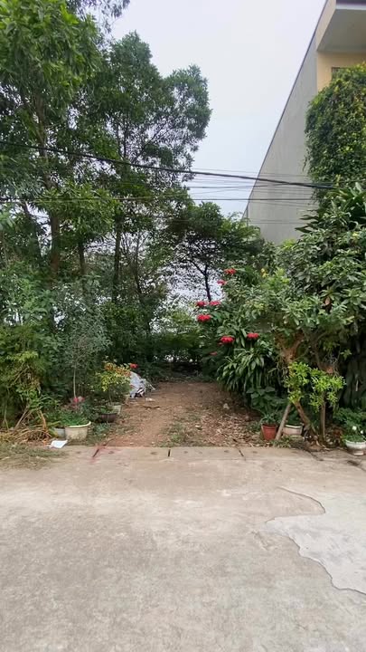 Lô đất Lâm Thao 100m² giá 1 tỷ - Sổ đỏ chính chủ, vị trí đắc địa!