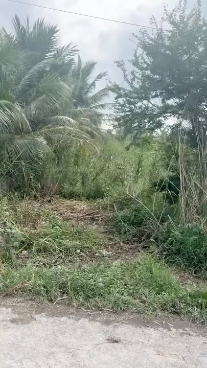 Đất nền ấp 5, Hậu Lộc, Tam Bình, Vĩnh Long 210m² giá 380 triệu - Cơ hội đầu tư tuyệt vời!